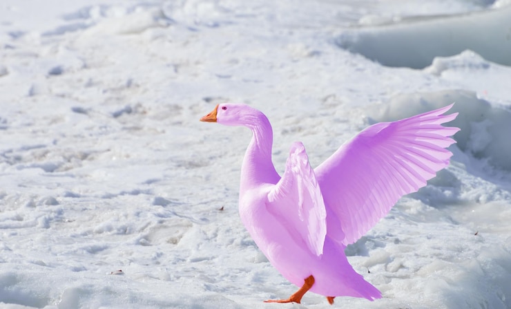 Photo ピンクの羽を持つ紫色の白鳥が氷の上に立っています。