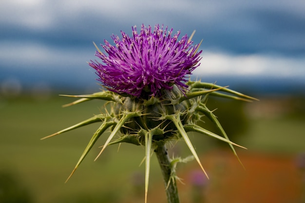 Purple thistle flower in the field