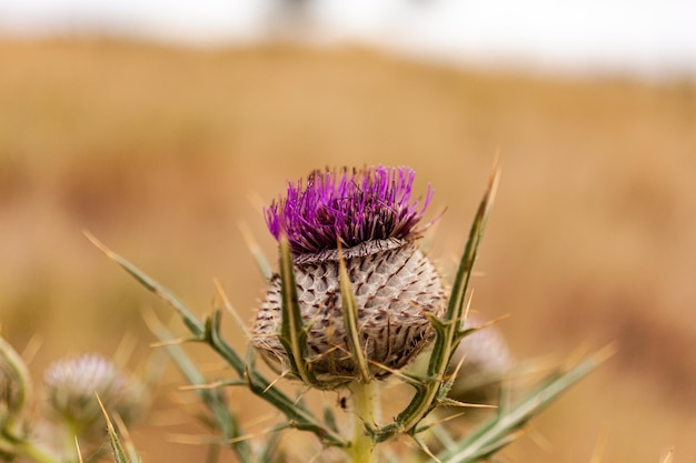 Purple thorny thistle flower