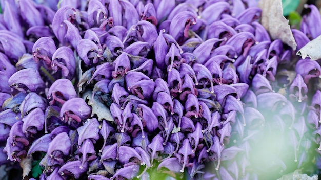 自然な鮮やかな色の前景の紫色のヤマウツボ群