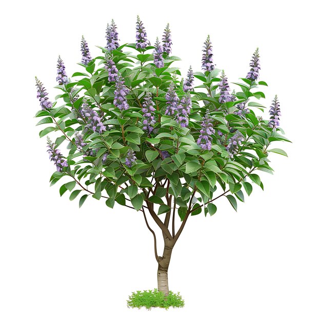 Photo a purple tree with purple flowers and a white background