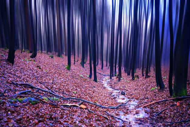 Photo purple trees in forest at night