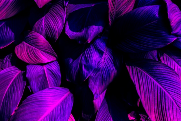 Foto priorità bassa di struttura delle foglie tropicali viola