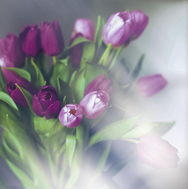 Purple tulip bouquet - floral spring holidays and birthday gift concept