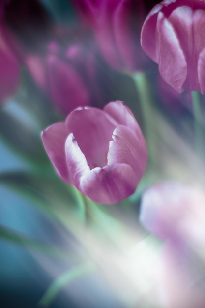 보라색 튤립 꽃다발