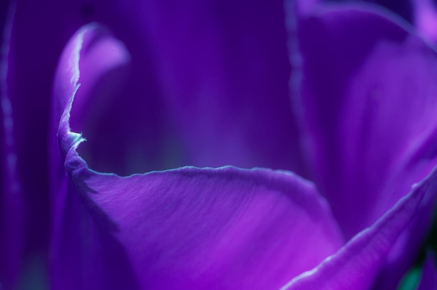 Purple tulip closeup cropping violet petals for background soft focus