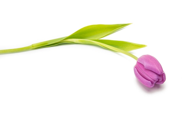 A purple tulip flower isolated on white background. Taken in Studio with a 5D mark III.