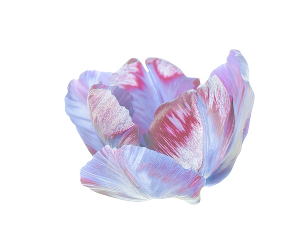 紫色郁金香花在白色背景上孤立