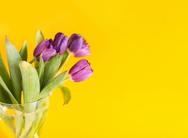 Purple tulip flowers on bright yellow background.