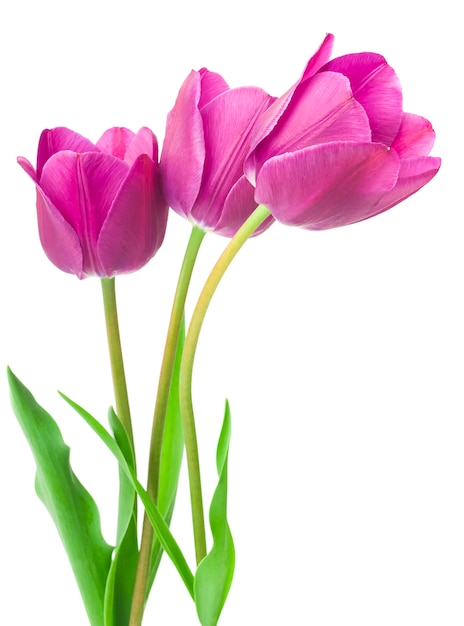 Purple tulip flowers