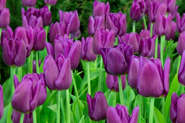 purple tulip flowers.