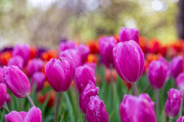 Purple tulip in garden.