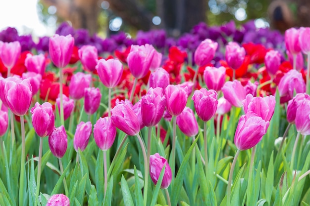 Purple tulip in garden.