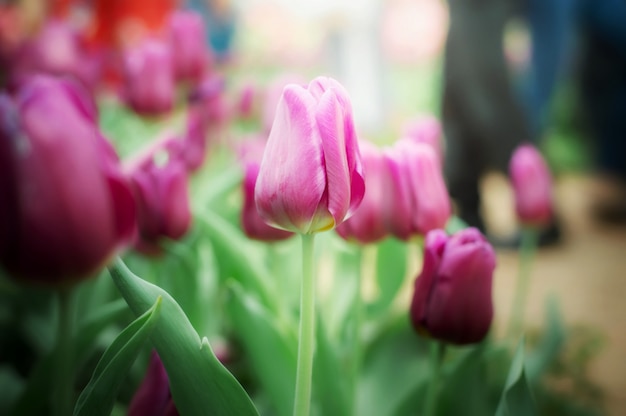 Purple tulip in the garden