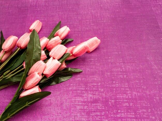 Purple tulip and gift box on Purple background 