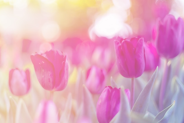 Фото Фиолетовый тюльпан в саду.