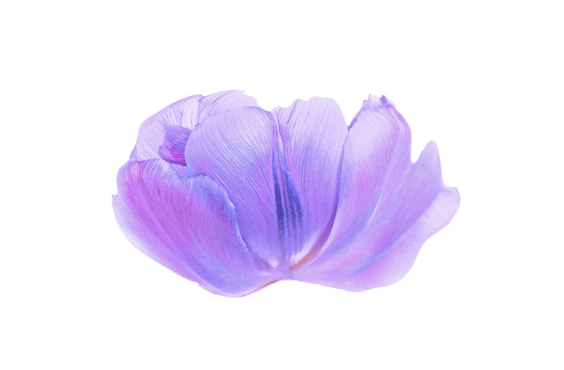 Purple tulip isolated Single purple tulip isolated over white