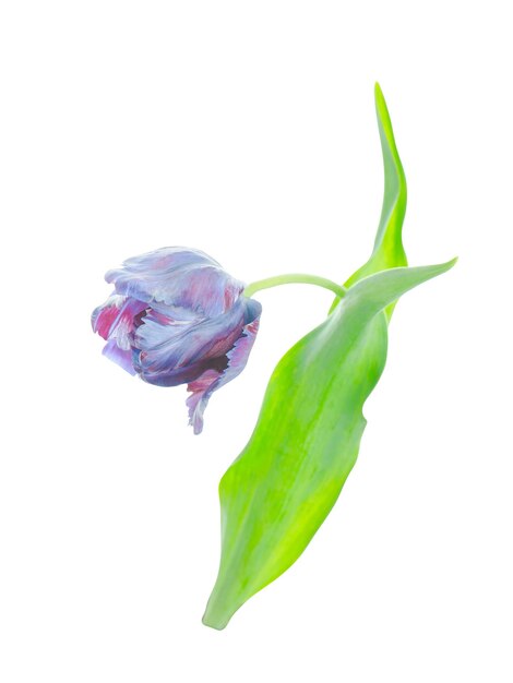 Purple tulip isolated Ultraviolet tulip on white