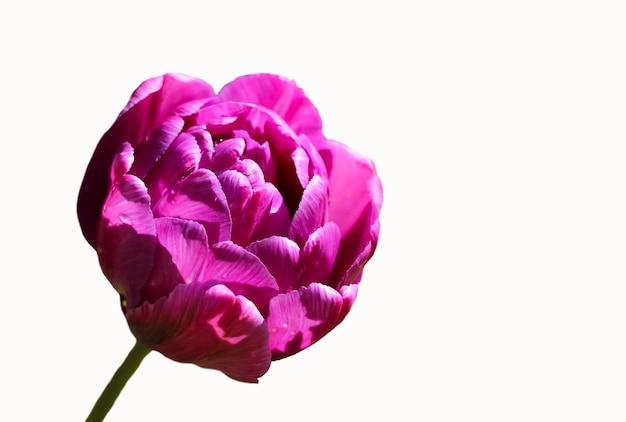 purple tulip isolated on white  background