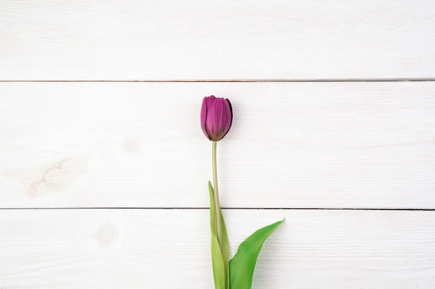 Purple tulip on a light natural background. Top view, with space to copy, horizontal orientation.