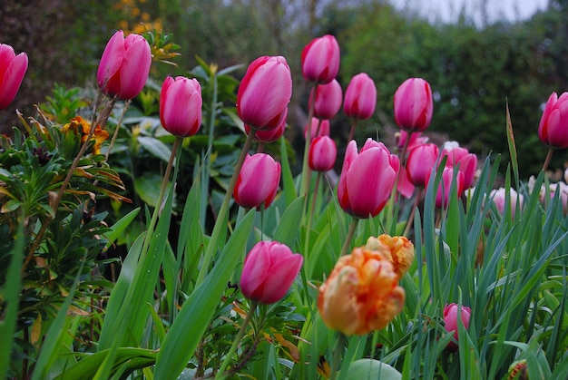 Purple tulip