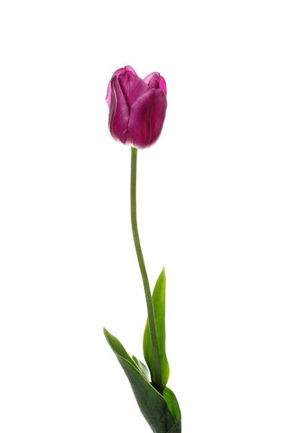 Purple tulip