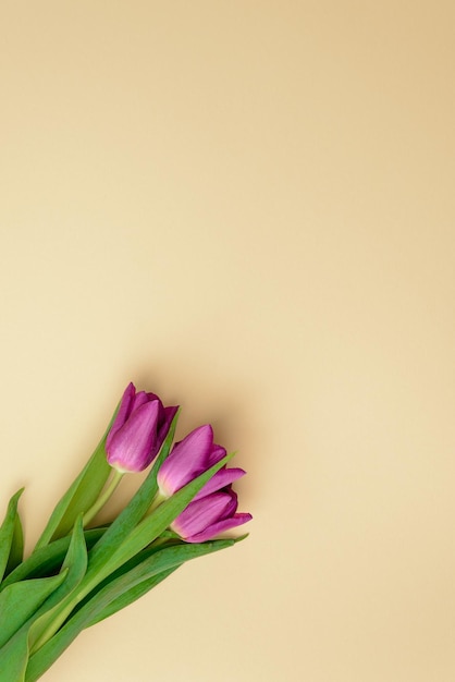 Фиолетовые тюльпаны на бежевом фоне