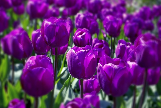 Purple tulips blooming on field