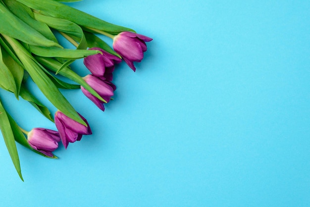 Purple tulips on a blue background The concept of the symbol of spring women's day