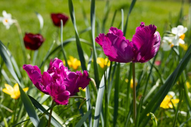 背景に黄色の花を持つ野原の紫のチューリップ