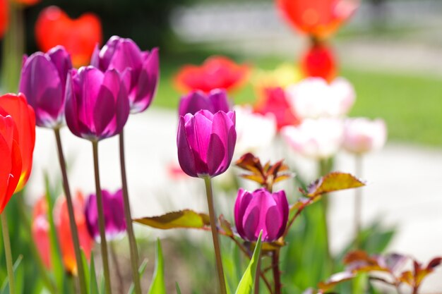 Purple tulips on the flowerbed closeup