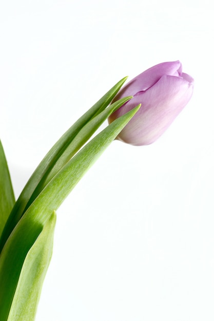 Purple tulips flowers