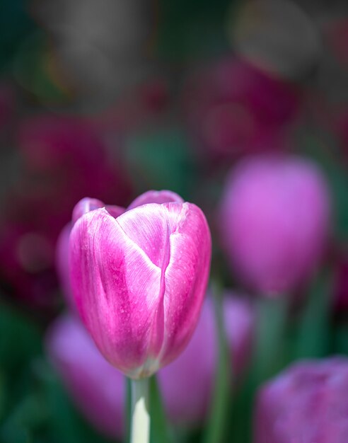 Purple tulips in the garden