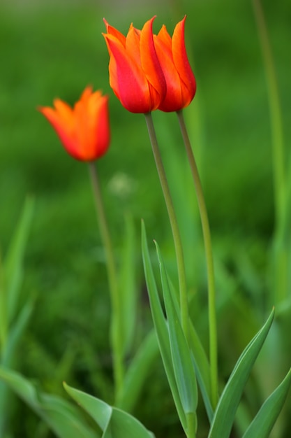 purple tulips in the grass