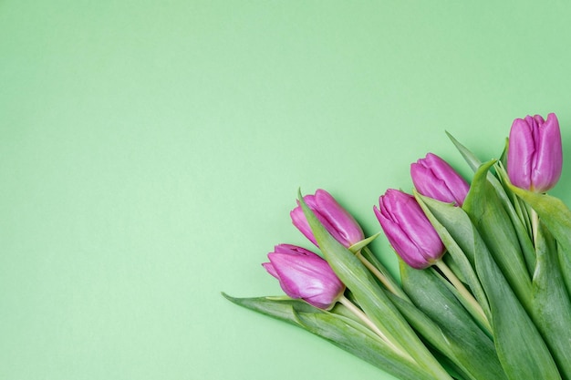 Purple tulips on a green background Spring concept Top view flat lay copy space