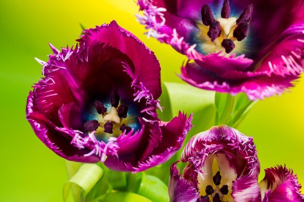 Purple tulips on a green