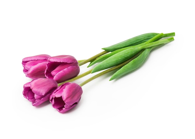 Tulipani viola isolati su sfondo bianco