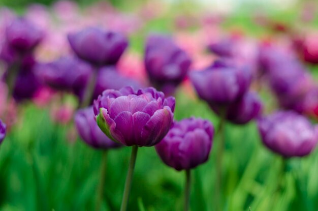 Purple tulips in the park