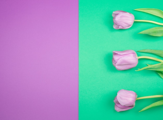 Purple tulips on a purple and green