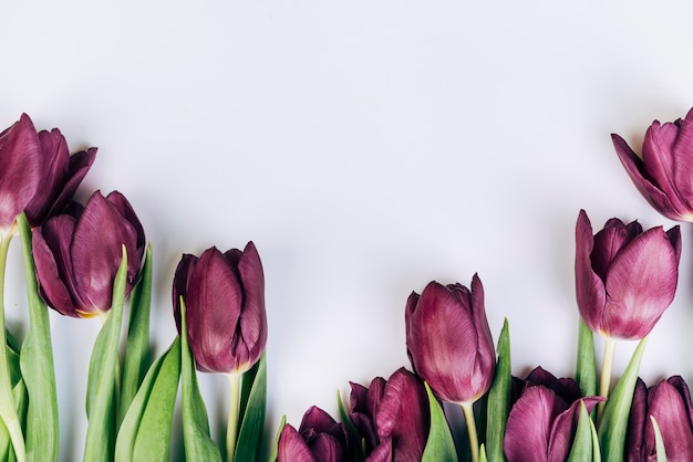 Purple tulips on white background