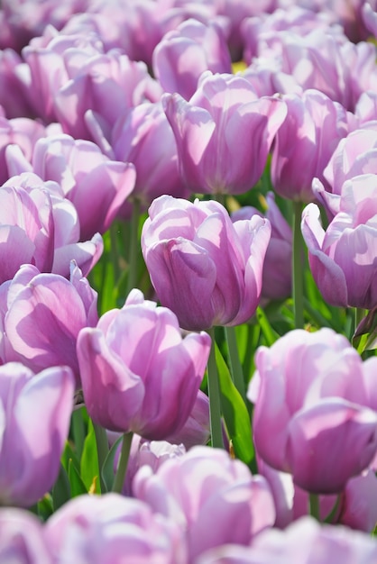 Purple tulips