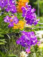 Photo purple vanda orchid