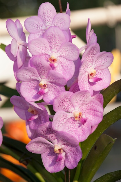 Purple Vanda Orchid