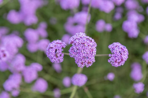 Photo purple verbena in the field