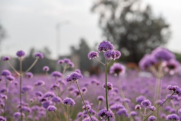 写真 フィールドの紫のヴェルベナ