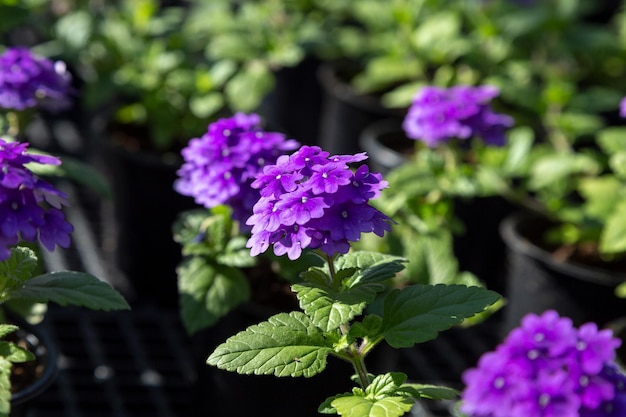 Purple verbena in a pot