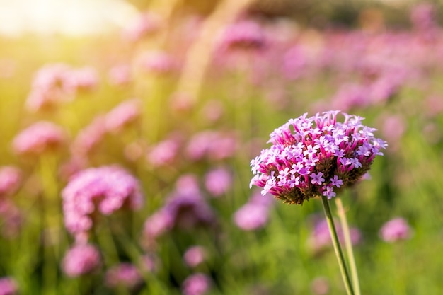 太陽の背景と庭の紫のVerbena小さな花