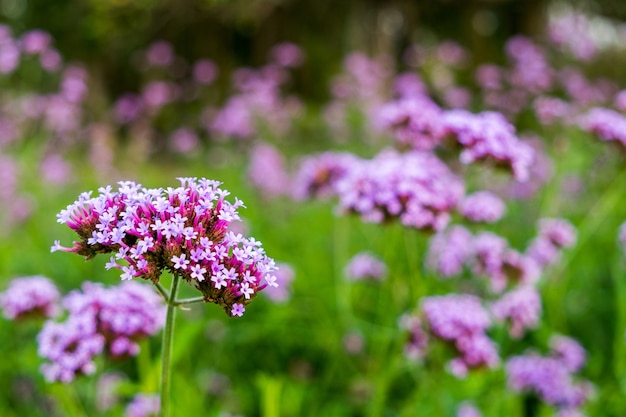 Photo purple verbena tiny flowers in the garden