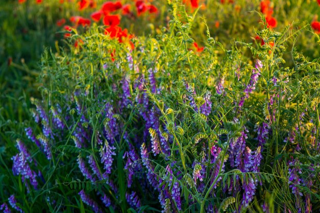 Purple vetch flowers and Red poppies flowers and heads on background, green grass and other plants in summer field close up image.