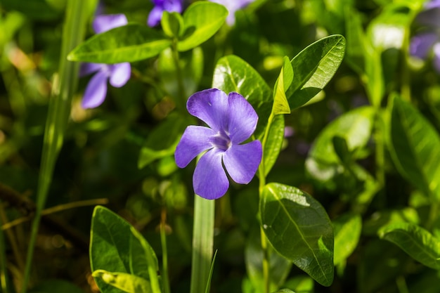 紫のヴィンカ、ツルニチソウの花。春の花と自然な背景。雨のクローズアップ後のツルニチニチソウ。